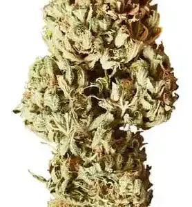 Royal AK - Híbrida Dominante Sativa