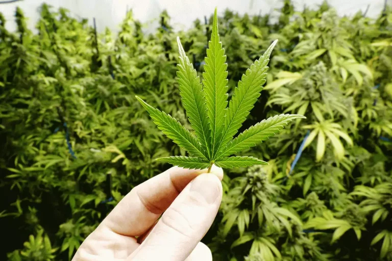 Qual a melhor maconha?