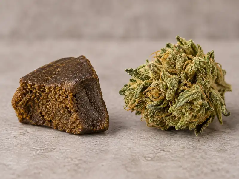 O que é haxixe e como ele se diferencia da maconha?